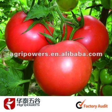 High yield/High resistant TMnew46 Beef Tomato seed