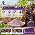 مسحوق الميكروبات Purpureocellium lilacinum لعلاج الديدان الخيطية وإدارة منطقة الجذر