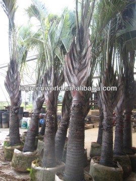 Neodypsis outdoor palm trees
