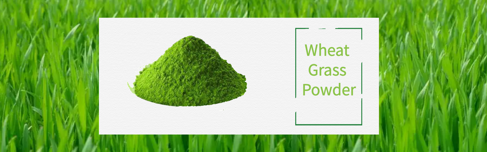 Wheat Grass Powder 1