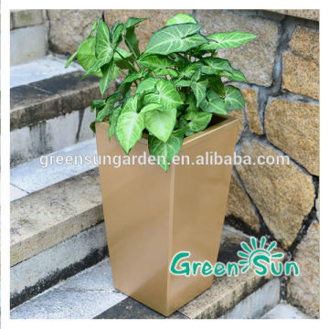 Healthy plant green christmas flower pots