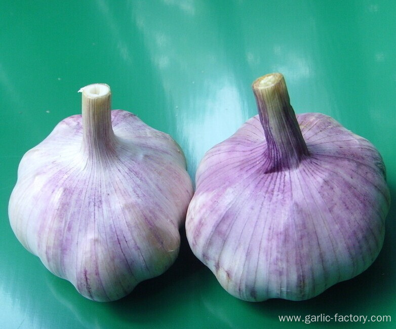 Normal White Garlic Purple Garlic Price