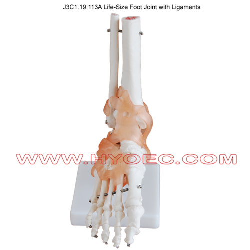 Life-Size Foot Joint with Ligaments-J3C1.19.113A