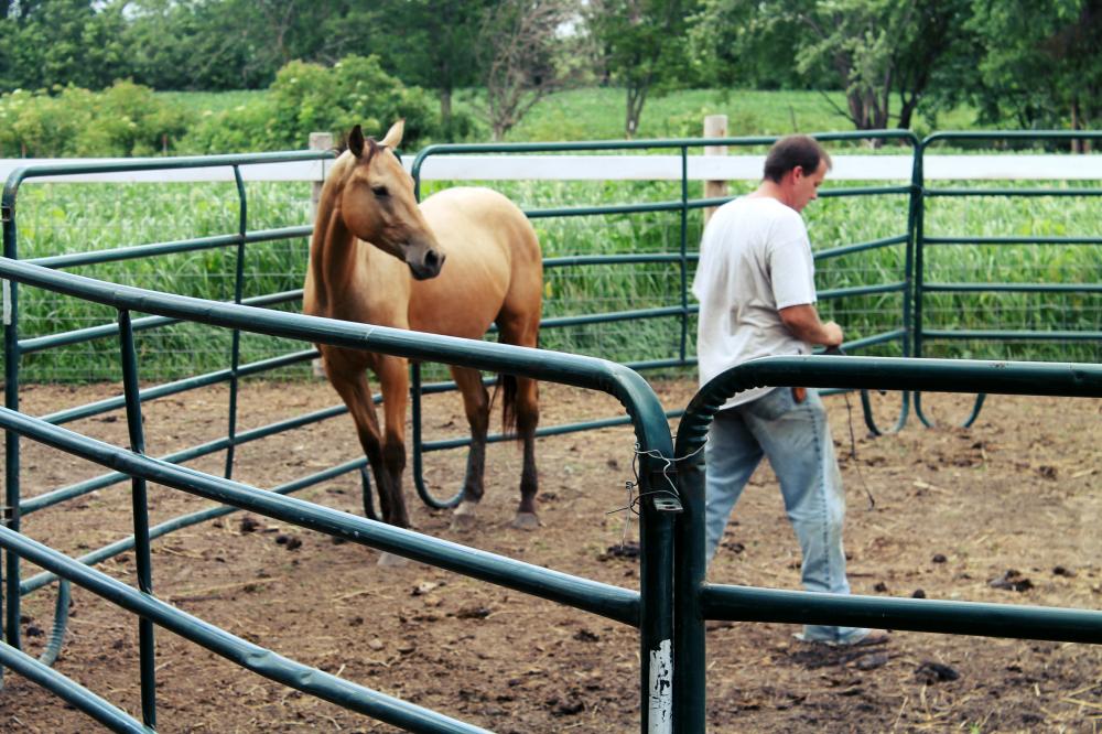 corral sheep lowes cattle panels horse fence