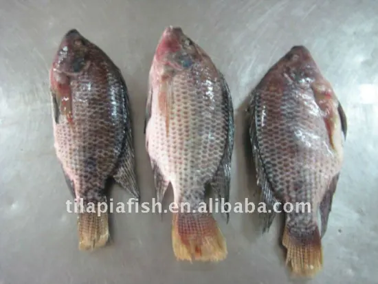 China Origin Tilapia Gutted and Scaled Fish