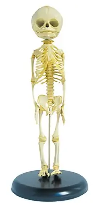 Fetal skeletal model