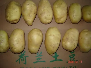 Good Quality Fresh Potato In Competitive Price