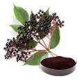 High content and high-quality black elderberry P.E