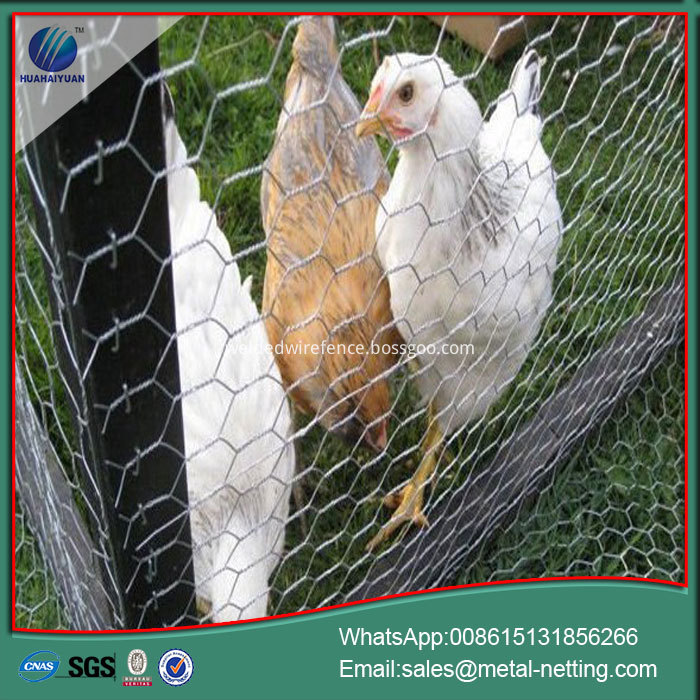 Galvanized Chicken Wire Hexagonal Chicken Mesh, High Quality Galvanized ...