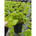Begonia 7 살아있는 식물 판매