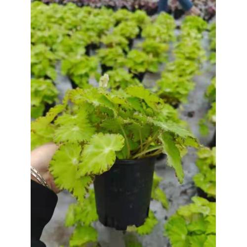 Begonia 7 plantas vivas en venta