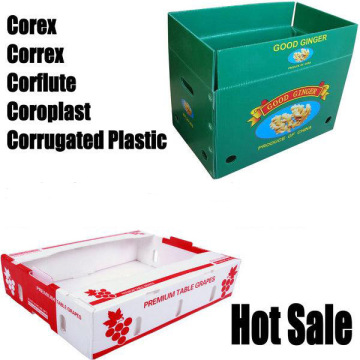 Reusable PP Corrugated Fruit Boxes