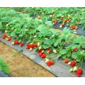 wholesale top quality Strawberry fruit powder