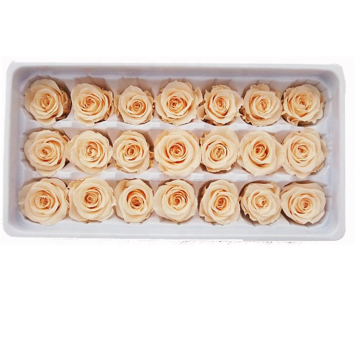 Champagne Color Mini Preserved Roses - Flora 2-3 cm in Box