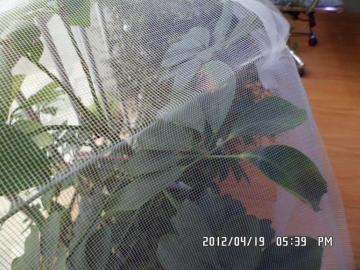 Nylon Moskitonetz für Fenster