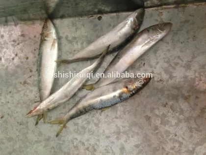 GRADE A Frozen Sardine Fish 60-70 Frozen Sardine Fish for bait