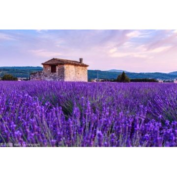 Belleza piel acné eliminar el aceite esencial de lavanda orgánica