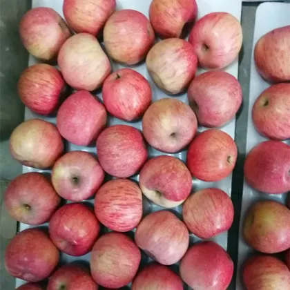 Paper Bagged Qin Guan