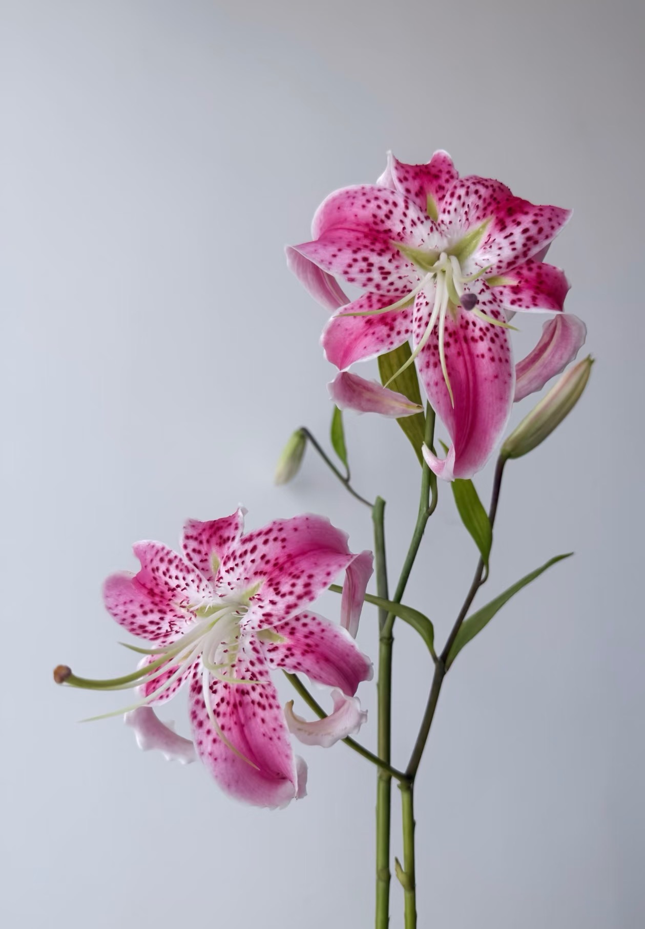 MagicFanPrincess Lily2