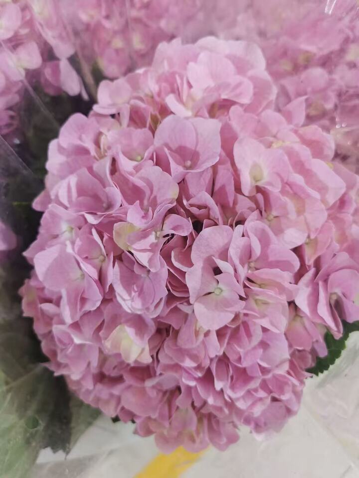 Light pink single hydrangea