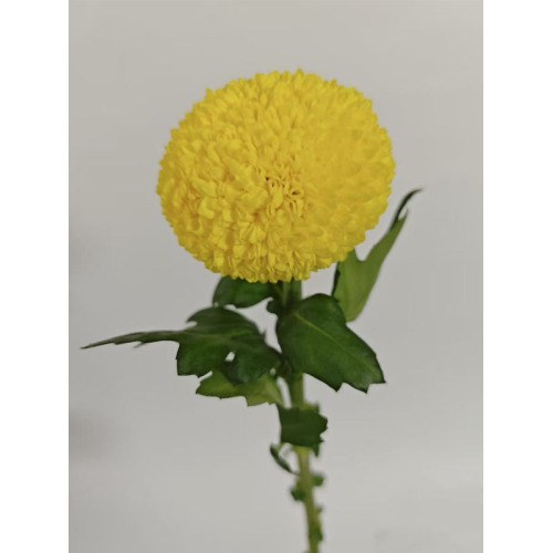 স্ট্যান্ডার্ড ক্রাইস্যান্থেমাম পিং-পং হলুদ
