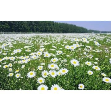 Chamomile Hydrosol OEM yang tidak dililit curah