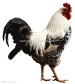 Additieve enzymen voor dierenvoeding voor gevogelte