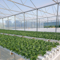 Milieu Nft Hydroponic pijp voor groente