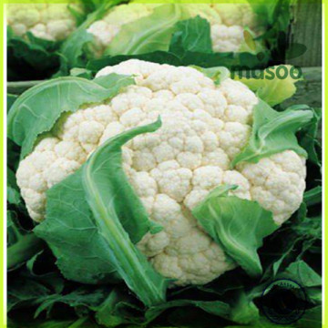 export fresh cauliflower/cauliflower for 2014 new crop,high quality