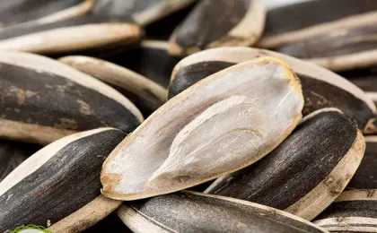 Dried Sunflower Seeds in Bags
