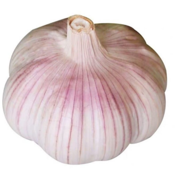 NEW SEASON BEST FRESH GARLIC