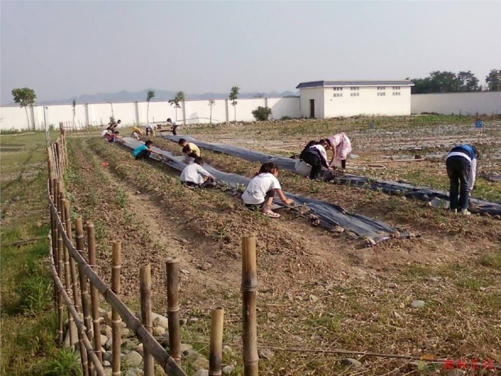 Clear Plastic Single Layer Greenhouse