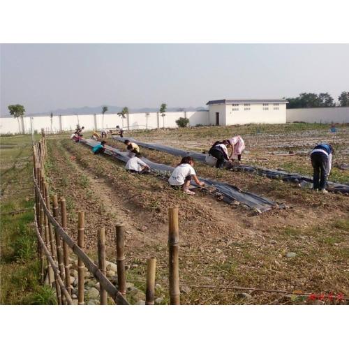 Clear Plastic Single Layer Greenhouse