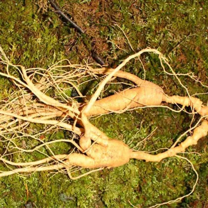 wild ginseng health tea