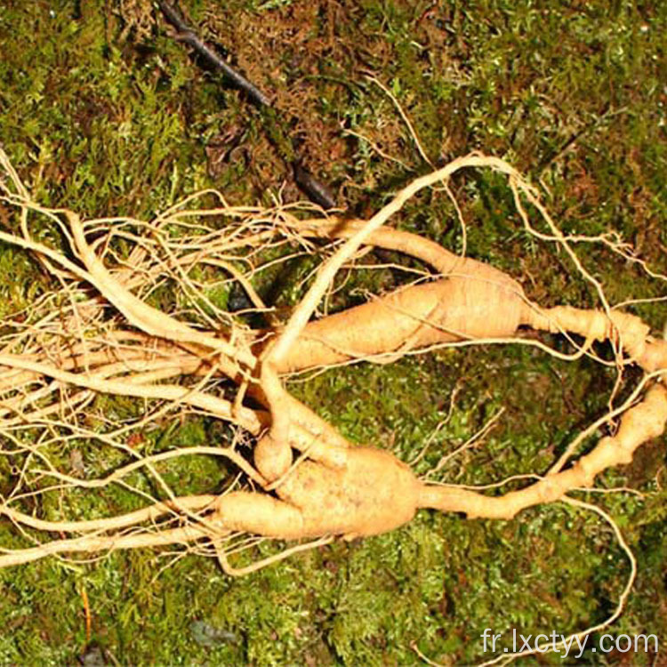 thé de santé au ginseng sauvage