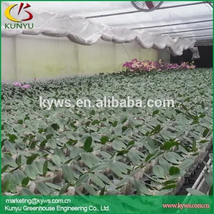 Wholesale orchid flowers Taiwan orchid seedling orchid supply