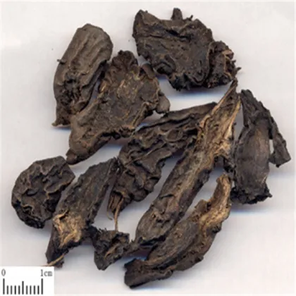 brown radix aconiti kusnezoffii cao wu chinese medicine