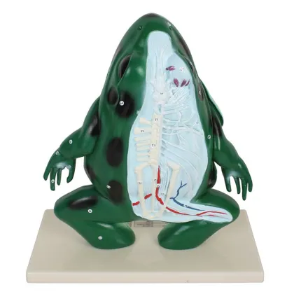 Comprehensive School Education: Large-Scale Frog Dissection Aids & Detailed Biology Models for Teaching