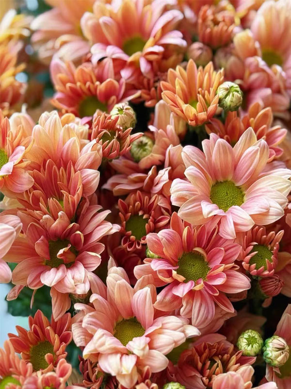 Champagne Salmon chrysanthemum2
