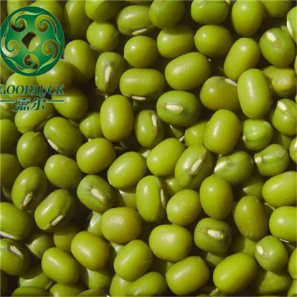 Green Mung Bean for germinating