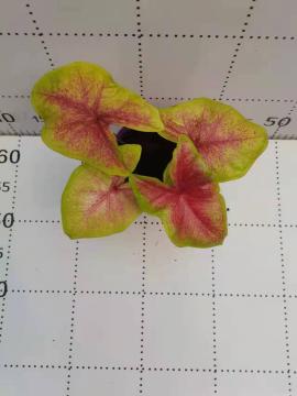 caladium riluohong in stock
