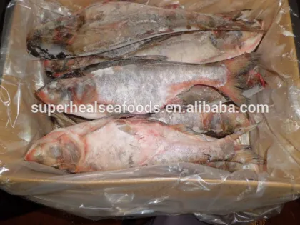 Frozen Asian Carp