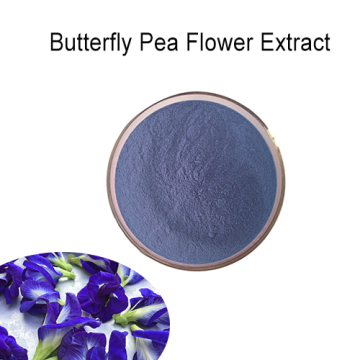 Großhandel Versorgung Bio Blue Butterfly Pea Blumenextrakt