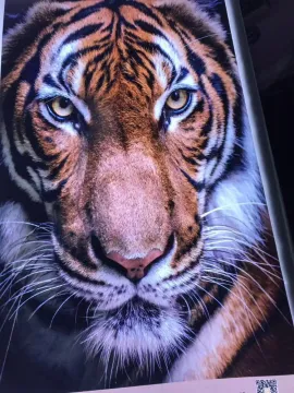Backlit fabric 126" for dye sublimation printing
