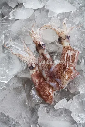 wild caught IQF north China baby squid