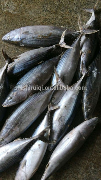Euthynnus Lineatus skipjack tuna whole round 1.8kg+