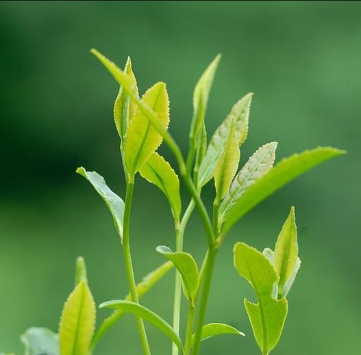 Aceite esencial de té verde chino