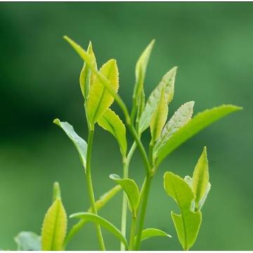 Óleo essencial de chá verde chinês