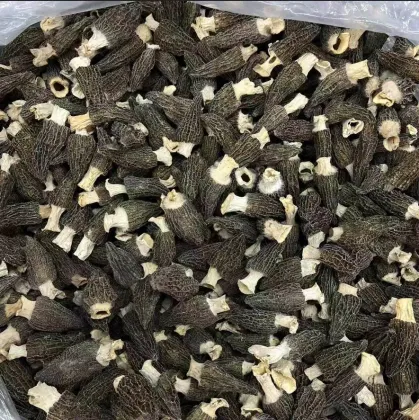 Fresh Harvest Morel Mushrooms Natural