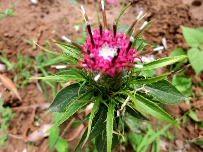 Langehead Atractylodes Rhizome Extract